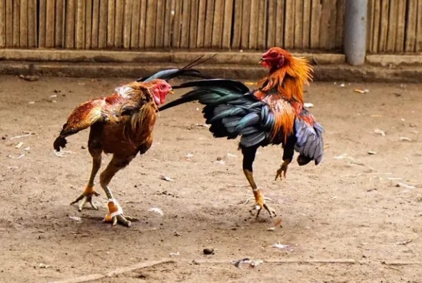 Tại sao Hắc Hổ Thới được gọi là “đòn hiểm dưới lòng bàn chân”? 2 Cac don hiem tu Hac Ho Thoi lam doi thu ne don tranh xa