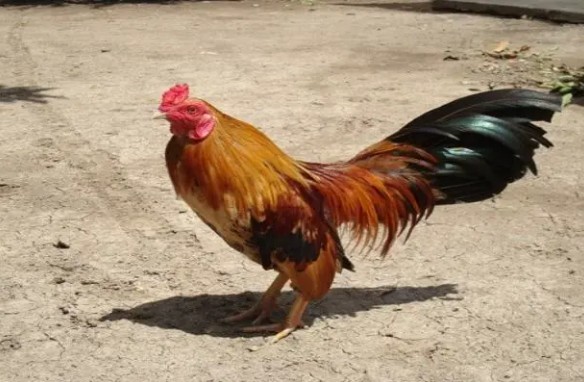 Làm sao để cải thiện sức khoẻ cho gà mang vảy Khai Tiền? 2 Co nen nuoi ga mang vay Khai Tien khong