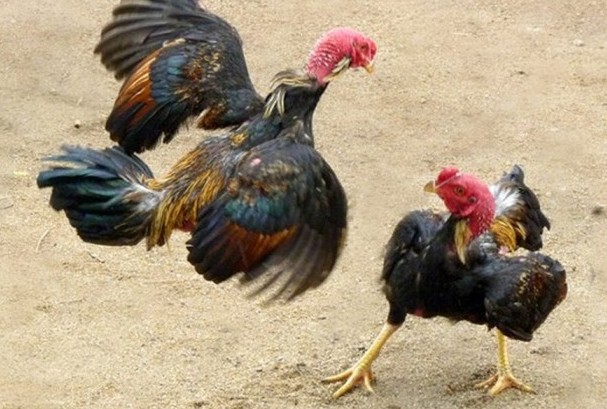 Gà mang vảy Giáp Cần quý hiếm có nên cho đá liền 2 trận? 2 Co phai cu ga co vay Giap Can la bat bai
