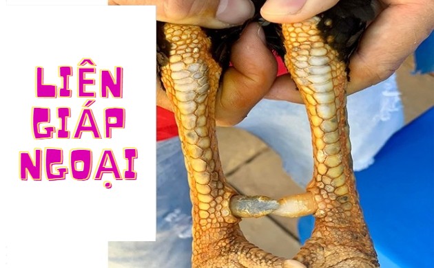 Gà mang vảy sát thủ Liên Giáp Ngoại có thật ghê gớm như lời đồn?