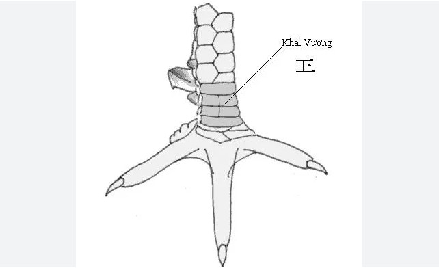 Gà mang vảy Khai Vương quyền lực có cần om kỹ trước trận?