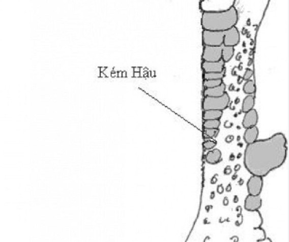 Khám phá gà chiến vảy Kém Hậu đẹp mã nhưng yếu đòn
