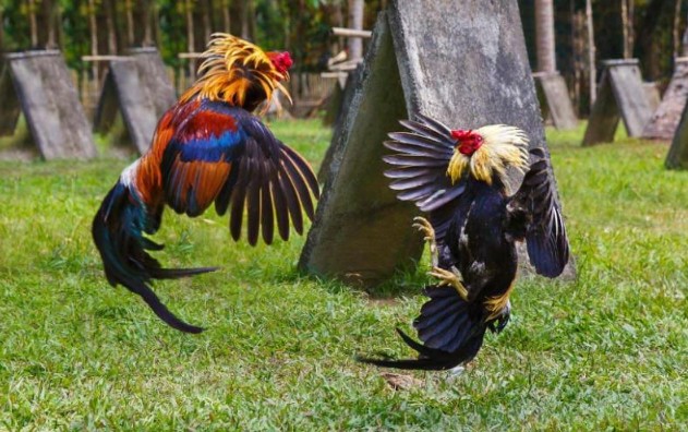 Khám phá gà chiến vảy Kém Hậu đẹp mã nhưng yếu đòn 2 Kinh nghiem choi ga choi vay Kem Hau thuc tien