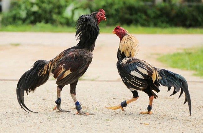 Vảy Huyền Trâm vì sao được mệnh danh sát thủ gà chọi? 2 Kinh nghiem chon va nuoi ga vay Huyen Tram