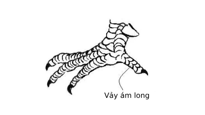 Vảy Ám Long là gì mà khiến dân kê mê mẩn?