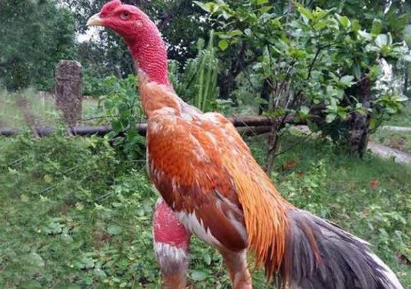 Vảy Giáp Cần – Kẻ giấu tài trên cổ