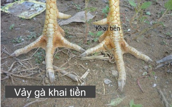Vảy Khai Tiền là gì?