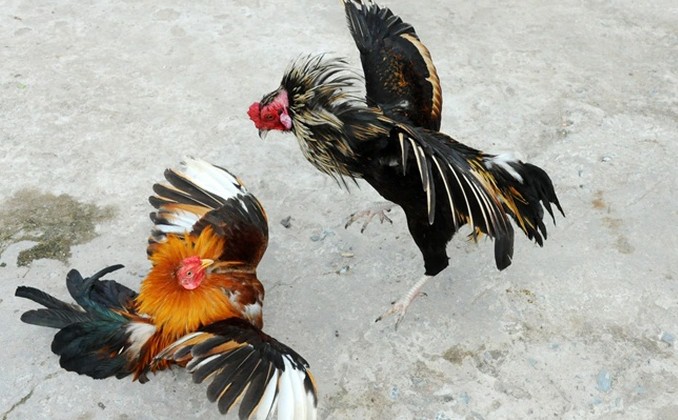 Gà mang vảy Khai Vương quyền lực có cần om kỹ trước trận? 2 Vay Khai Vuong nen da loi nao Chon dung la vo dich