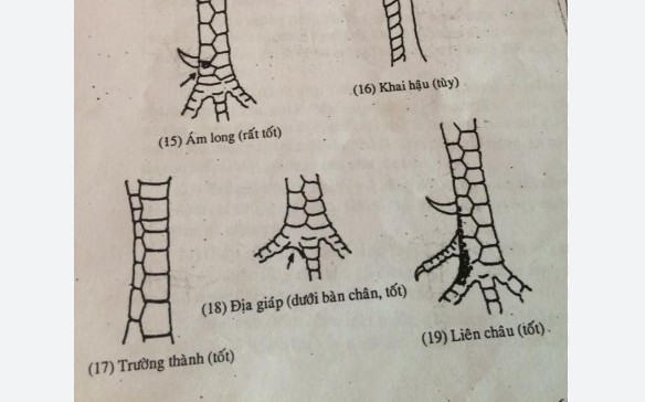 Vảy Trường Thành là gì và nằm ở đâu?
