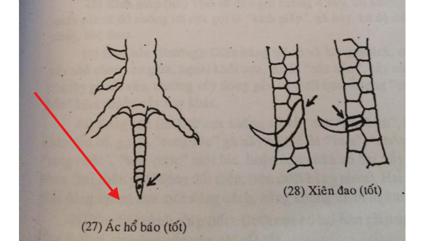 Vảy gà Ác Hổ Báo Tốt đá phát nào sát thủ phát đó ngay và luôn