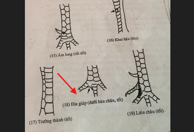 Vảy gà Địa Giáp nằm đâu?