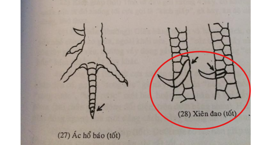 Đặc điểm của vảy Xiên Đao Tốt